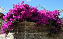 三角梅的簡介-三角梅的養殖方法