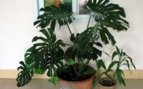 龜背竹如何養護？龜背竹是什么？