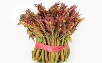 強健老人身體 初春養生吃11種蔬菜