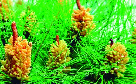 馬尾松的養殖方法-馬尾松是什么？