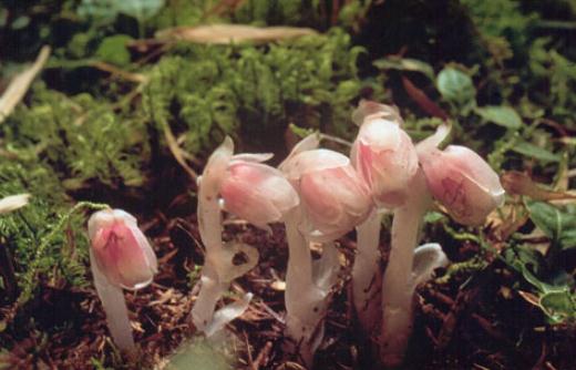 水晶蘭怎么養殖？水晶蘭的簡介