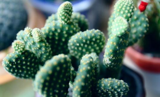 仙人掌的花語-仙人掌怎么養殖？