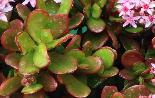 翡翠木怎么養殖?翡翠木有什么特征?