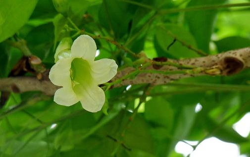 綠寶的養(yǎng)殖方法及注意事項-綠寶是什么？