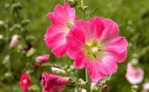 蜀葵的養殖方法-蜀葵的特征