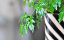 幸福樹是什么？幸福樹的作用及養護方法