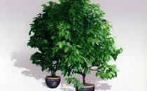 元寶樹的介紹-元寶樹的養護方法