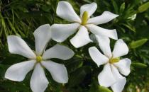 梔子花是什么？梔子花的養護方法