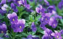 紫羅蘭的介紹-紫羅蘭對家居環境的影響