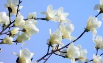 白玉蘭的養殖方法-白玉蘭是怎么樣的？