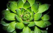 寶石花的養殖方法-寶石花是怎樣的？