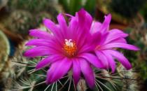 紅梅殿是什么？紅梅殿的養(yǎng)殖方法