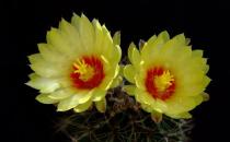 龍王球的養殖方法-龍王球是什么？