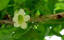 綠寶的養殖方法及注意事項-綠寶是什么？