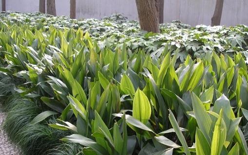 一葉蘭的養(yǎng)殖方法-一葉蘭的簡(jiǎn)介