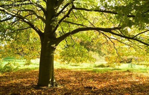 櫸木的清潔保養(yǎng)方法-櫸木板材的優(yōu)缺點