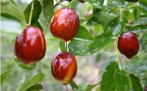 電腦族易傷眼 護眼先要保肝