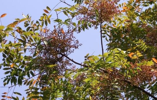 黃連木板材的優(yōu)缺點(diǎn)-黃連木的清潔保養(yǎng)方法