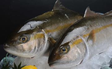 鰱魚_白鰱魚的營養價值,營養成分,功效與作用,鰱魚頭的做法大全 鰱魚_白鰱魚的營養價值,營養成分,功效與作用,鰱魚頭的做法大全