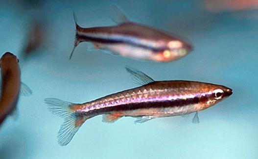 鉛筆魚的品種介紹-鉛筆魚是怎樣的?