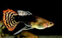 鳳尾魚有哪些風水學應用？鳳尾魚的魚缸如何擺放？