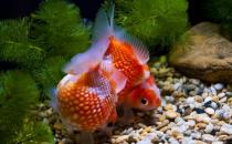 金魚的家居風水應用有哪些？