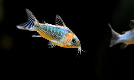 鼠魚怎么樣?鼠魚的品種介紹