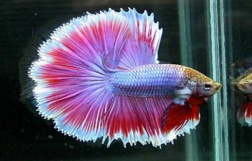 泰國斗魚的價格-泰國斗魚怎么養?