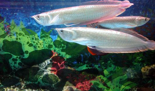 銀龍魚怎么樣？銀龍魚有哪些品種？