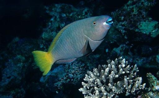 鸚哥魚的品種介紹-鸚哥魚是怎樣的？