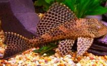 清道夫的基本介紹-清道夫如何養護？