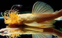 清道夫的風水學應用有哪些？