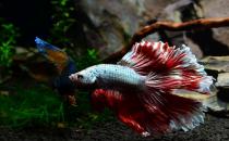 泰國(guó)斗魚怎么樣？泰國(guó)斗魚的品種介紹