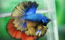 泰國斗魚的風水學應用-泰國斗魚的魚缸擺放位置