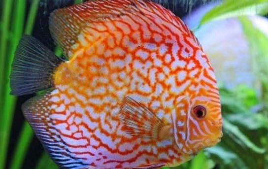 彩鯛的喂食要點-彩鯛的飼養環境