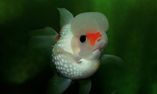 彩色球形珍珠金魚如何進(jìn)行性別區(qū)分？