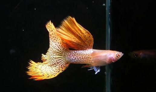 草尾孔雀魚對顏色的要求-草尾孔雀魚是怎樣的?