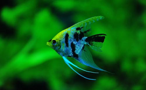 大神仙魚的飼養環境-大神仙魚如何繁殖?