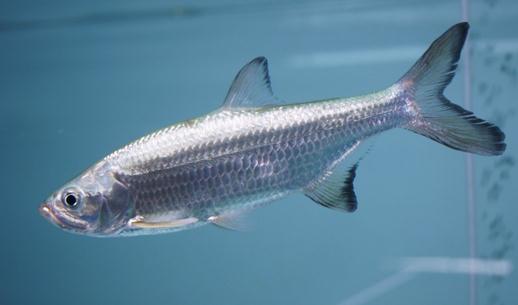 大眼燈鳉的簡介-大眼燈鳉怎么養？
