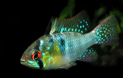 短鯛荷蘭鳳凰怎么養?短鯛荷蘭鳳凰飼養環境