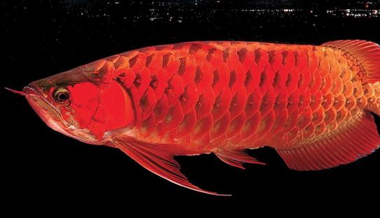 非洲黑龍怎么養?非洲黑龍的飼養環境