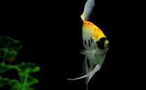 玻璃神仙魚怎么養(yǎng)？玻璃神仙魚的飼養(yǎng)環(huán)境