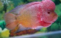 彩鯛的簡介-彩鯛怎么養？