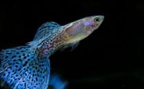 孔雀魚的飼養(yǎng)環(huán)境-孔雀魚如何飼養(yǎng)？