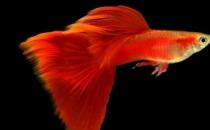 草尾孔雀魚怎么養(yǎng)？草尾孔雀魚的成長(zhǎng)繁殖