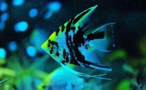 大神仙魚的簡介-大神仙魚怎么養？