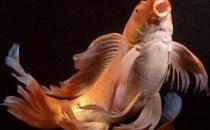 大正三色錦鯉的飼養(yǎng)環(huán)境-大正三色錦鯉怎么養(yǎng)？