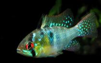 短鯛荷蘭鳳凰怎么養？短鯛荷蘭鳳凰飼養環境