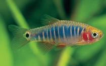 二線藍眼燈魚怎么繁殖？二線藍眼燈魚飼養環境