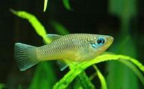 非洲藍燈眼怎么養？非洲藍燈眼飼養環境